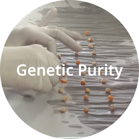 Genetic Purity