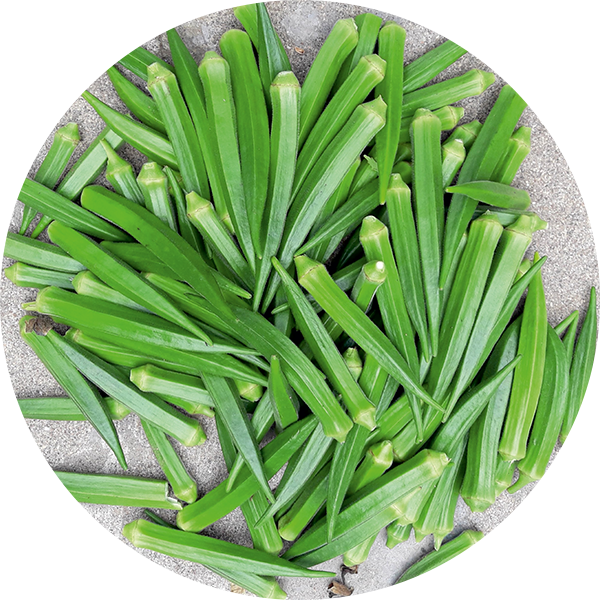 Okra | AltsSeeds US