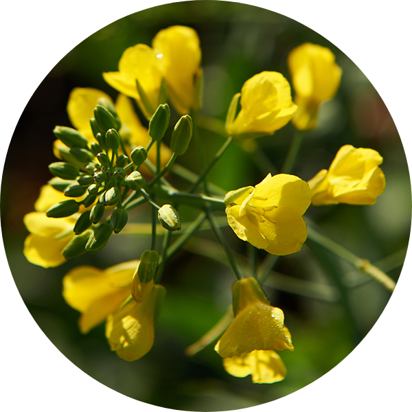 Canola | AltsSeeds US