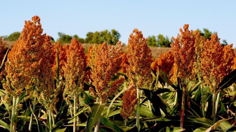 Story for Sorghum