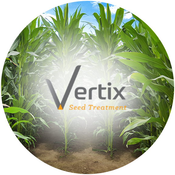 vertix